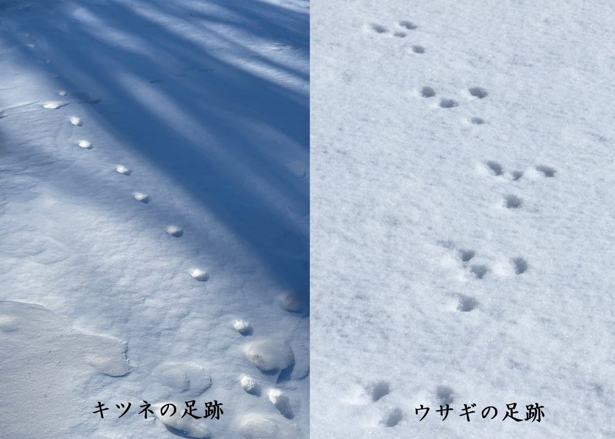 Animal tracks