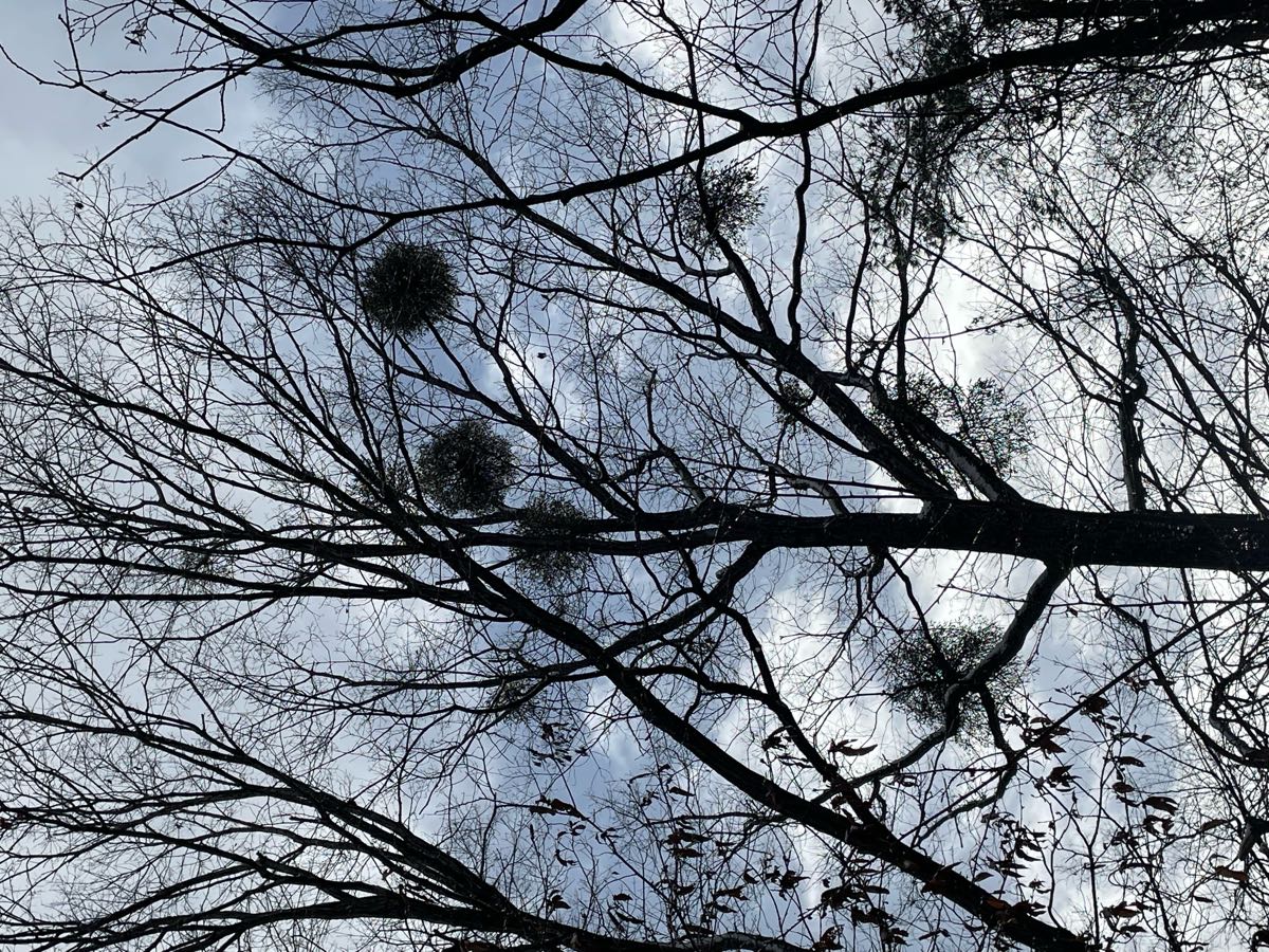 Mistletoe
